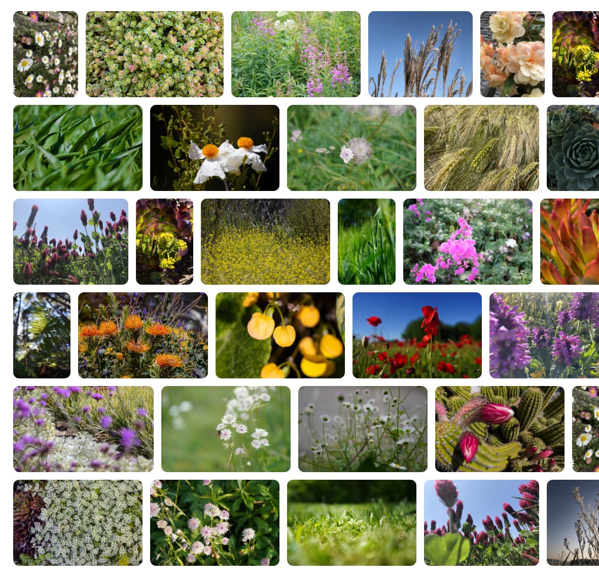 เลย์เอาต์แบบก้อนอิฐที่แถวทั้งหมดมีขนาดเท่ากัน